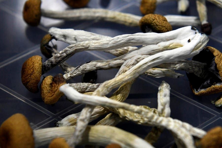 渥太華大學開設致幻劑研究碩士學位.jpg 渥太華大學開設致幻劑研究碩士學位.jpg